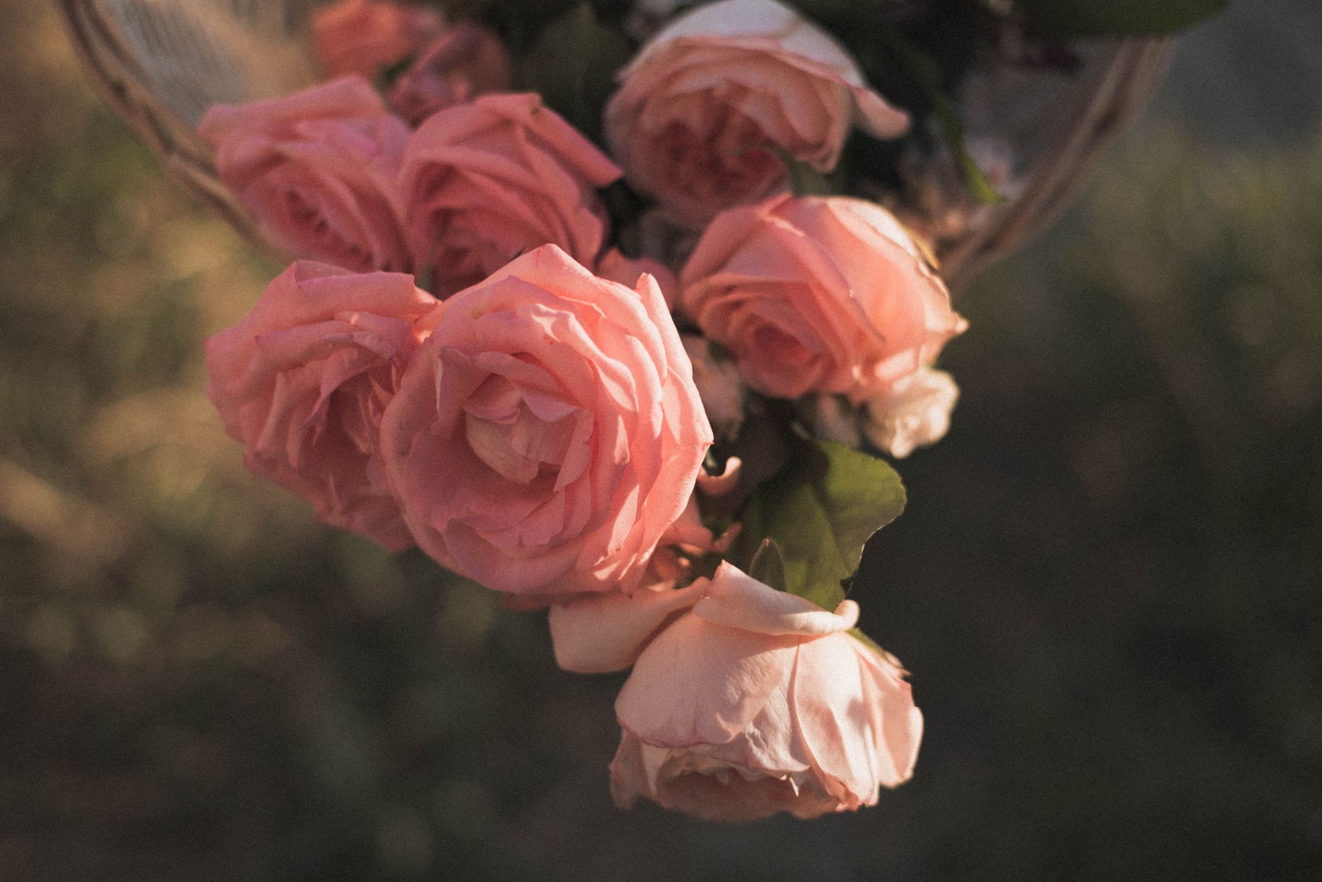 Roses anciennes